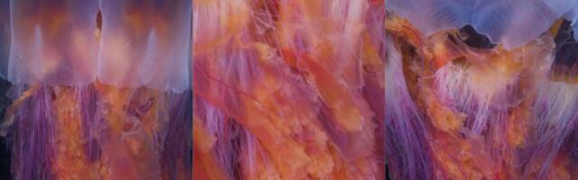 Diver Films World’s Largest Jellyfish Species at Night, and the Video Is Hypnotizing