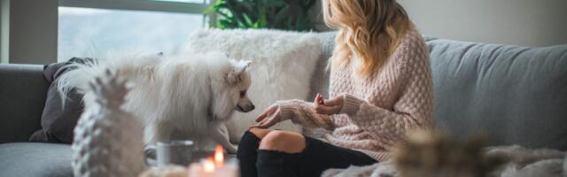 This startup is helping pets find shelter when owners are victims of domestic violence