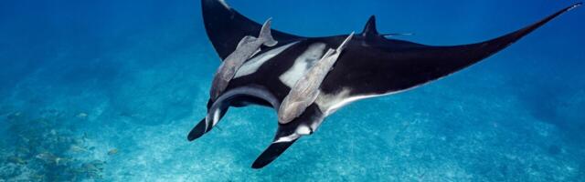 World Ocean Day: Meet 3 tech startups protecting our seas