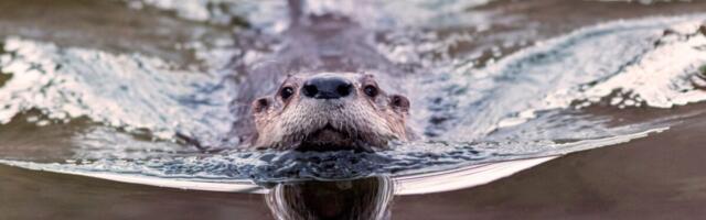 ‘Weird Looking’ Otter Poo Reveals an Unexpected Role in Parasite Control