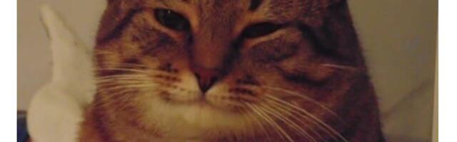 Repository Pattern в управлении базами данных: пример интеграции NocoDB в Django