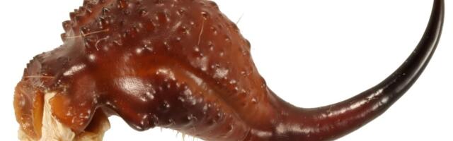 Scorpions Are Literally Metal, Study Reveals