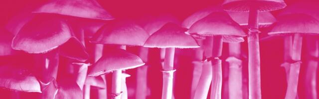 The Sifted Podcast: Magic mushrooms and startup spiritualism
