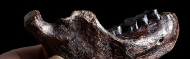 Mystery Jawbone Pulled From the Sea Is a Rare Fossil From an Elusive Human Relative