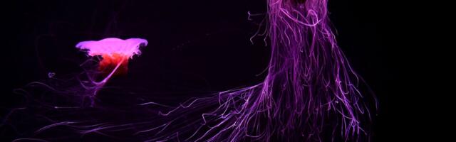 Jellyfish Accidentally Caught in Fishing Nets Could Soon Be Used on Your Face