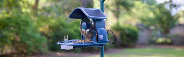 This smart bird feeder captures more of my backyard drama