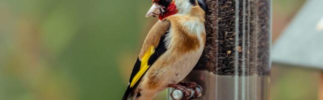 Don't Know Where to Put Your Bird Feeder? This Is What a Wildlife Expert Recommends