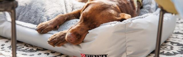 Why do we twitch in our sleep?