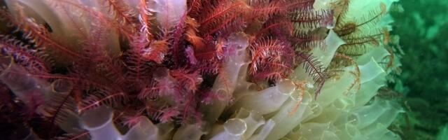 £100k boost for community working to save Arran’s seas from bottom-trawling