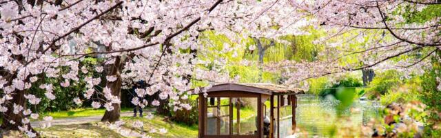 I visited Japan for the first time. The trip was great, but I could've easily avoided these 5 mistakes.