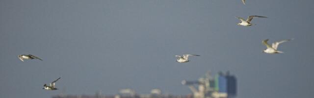 Spoofed Tankers Are Flooding the Strait of Hormuz. These Analysts Are Tracking Them