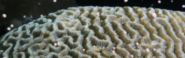 Many coral reefs are dying. This one is exploding with life.