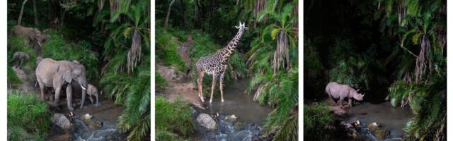 'For nocturnal creatures, there's nothing better than camera traps' — how an award-winning wildlife photographer used old secondhand DSLRs and custom camera traps to make discoveries that 'stunned' Kenya's Masai Mara rangers