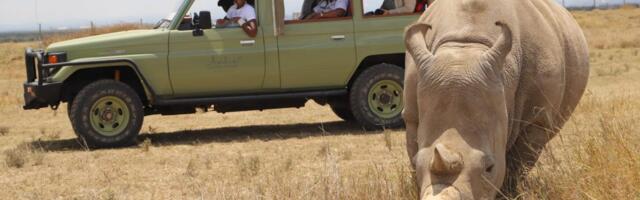 Kenya Tourism Weighs Cost of Introducing Electric Vehicles to Wildlife Parks