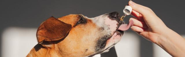 Pet tech raises €14m Series A to tackle the unexplored European supplements market