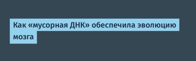 Как «мусорная ДНК» обеспечила эволюцию мозга