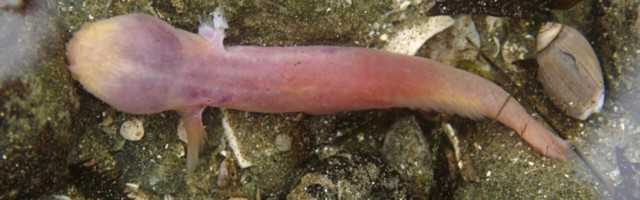 Supple fishbot survives jaunt to the deepest part of the ocean