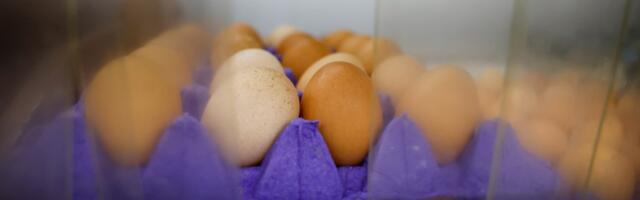 With avian flu flying around, is it safe to enjoy eggs?