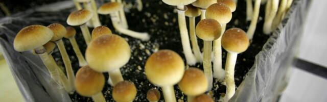 Magic Mushroom Ingredient Passes Major Test, Paving Way for FDA Approval