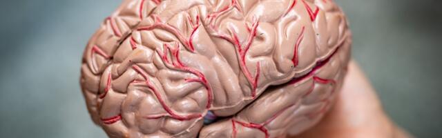 Is your brain your political destiny?