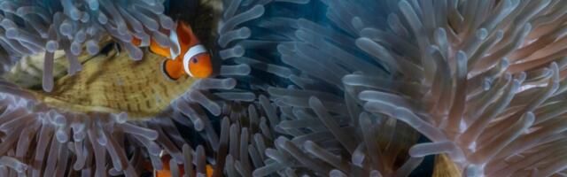 Do You Know Where Aquarium Fish Come From? The Answer Might Shock You