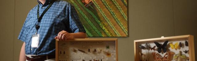 Why is the government dropping millions of flies over the Bay Area?