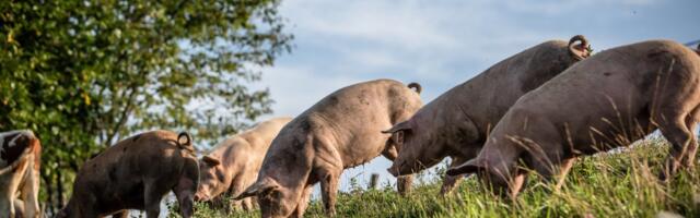 Man Who Received Historic Pig Kidney Transplant Did Not Die From It