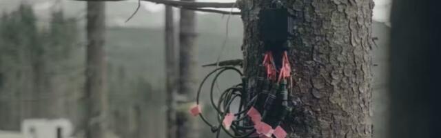 New critique debunks claim that trees can sense a solar eclipse