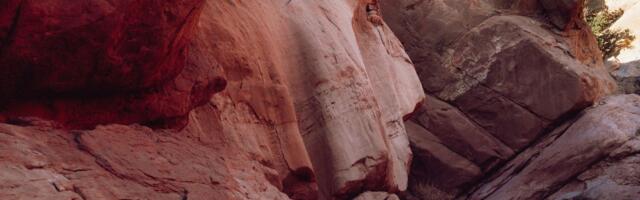 The Wollemi pine was known only from ancient fossils until a park ranger rappelled into a canyon outside Sydney in 1994 and found a grove still alive, and the exact location is now a state secret guarded by Australian rangers