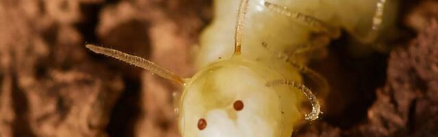 This Fly Larva’s Butt Looks Like a Termite’s Head—and Termites Are Falling for It