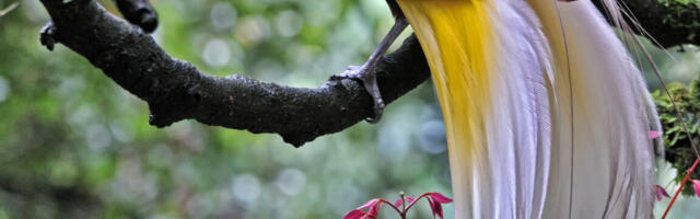 Flashy exotic birds can actually glow in the dark