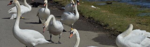 New study reveals high rates of antimicrobial resistant bacteria in swans