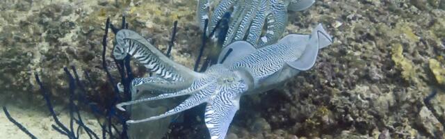 Cuttlefish Seem to ‘Wave’ at Each Other, but What They’re Saying Is Still a Mystery
