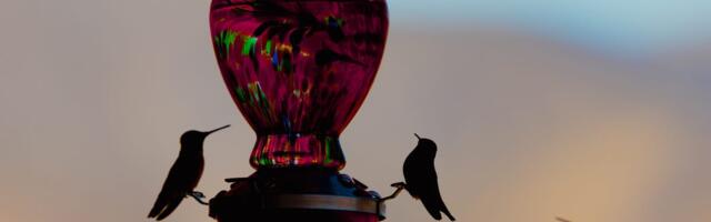 A Wildlife Expert Reveals the Best Placement for Your Bird Feeder