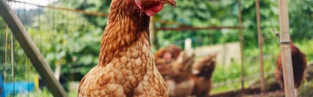 Why your kid is yelling “chicken banana”