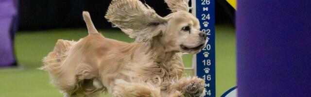 Netflix Is For the Dogs: The Westminster Dog Show Will Hit Streamer in 2027