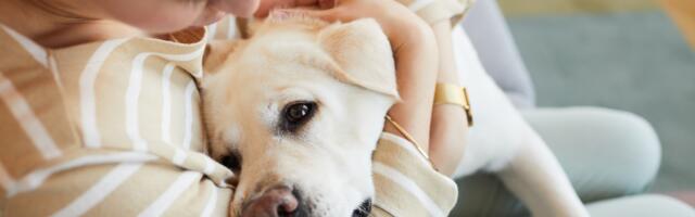 10 dog breeds that form the deepest emotional bonds with their owners