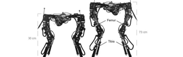 This shape-shifting robot adjusts its body to walk across all kinds of terrain