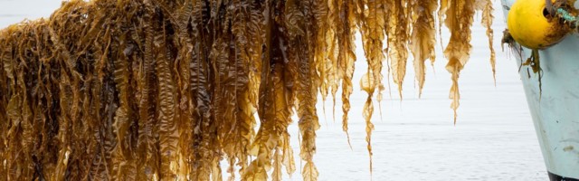You will soon be eating seaweed