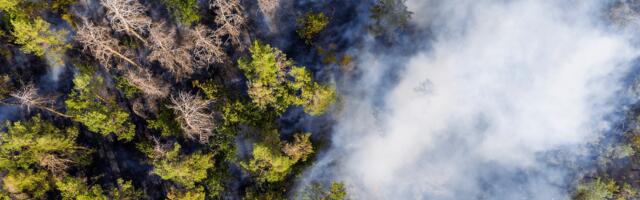 Dryad brings home €10.5 million to speed up early wildfire detection technology