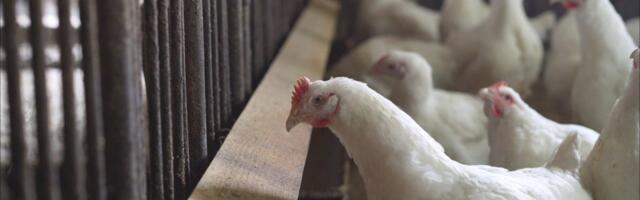 California poultry processor fined $3.8 million for hiring, endangering children