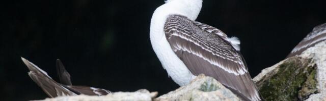 Did seabird poop fuel rise of Chincha in Peru?