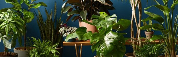 Online garden shop Bloomscape raises $15M Series B, acquires plant care app Vera