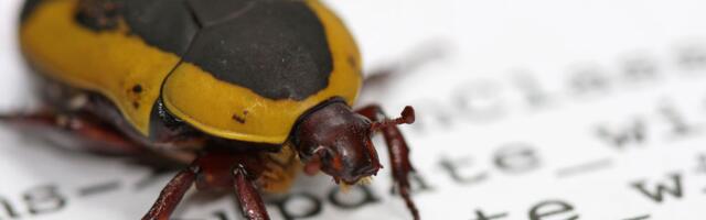 Solana Quietly Fixes Bug That Could Have Let Attackers Mint and Steal Certain Tokens