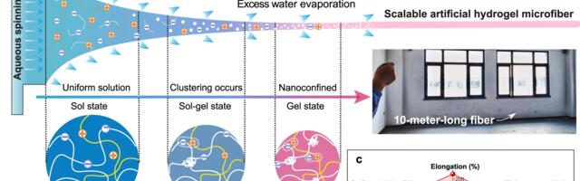 Superhero-like Self-Healing Hydrogel Microfibers Take Inspiration From Spider Silk