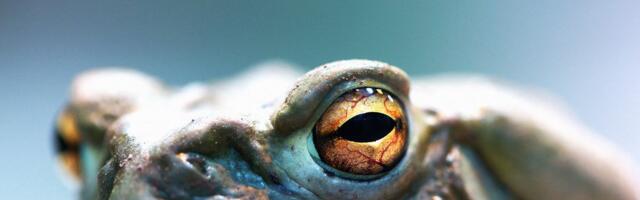 Apple Pioneer Bill Atkinson Was a Secret Evangelist of the ‘God Molecule’