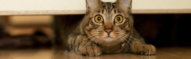 Got a Cat Vet Nightmare? We Want to Hear Your Horror Stories