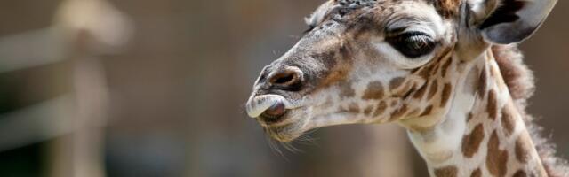 There’s an escaped giraffe on the run in Texas. Why was she there at all?
