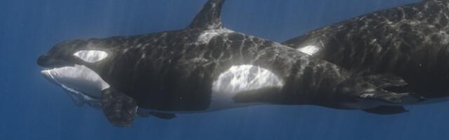 Orcas Pretend to Drown Each Other in Rare Training Session Caught on Camera