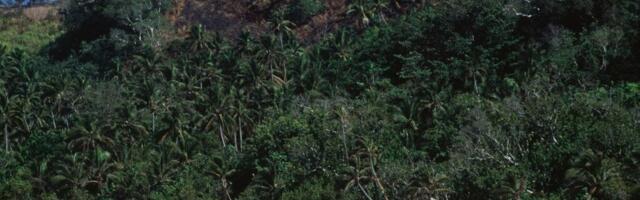 Fiji’s ants might be the canary in the coal mine for the insect apocalypse